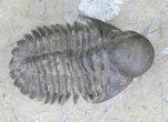 Rare Bulbous Nosed Actinopeltis Trilobite - #21536-1